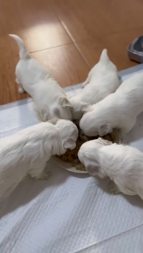 Bichón Maltés perros en venta: Bichon Maltes - Video 1