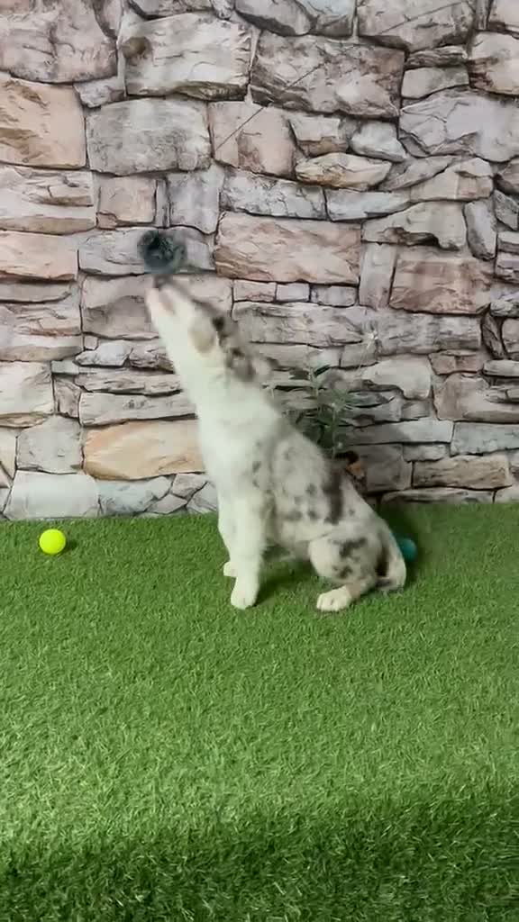 Border Collie perros en venta: BORDER COLLIE RED MERLE CACHORRO - Video 1