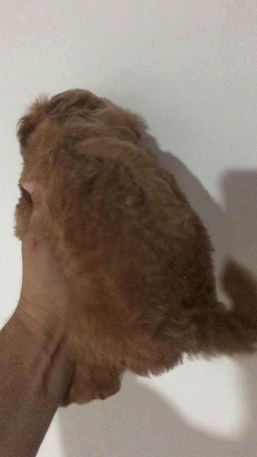 Affenpinscher perros en venta: MALTIPOO APRICOT Y ROJIZOS  - Video 2