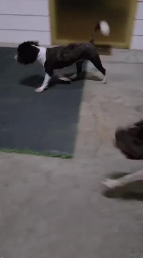 Perro de Agua Español perros en venta: Hembra y Macho PDA en Zaragoza - Video 1