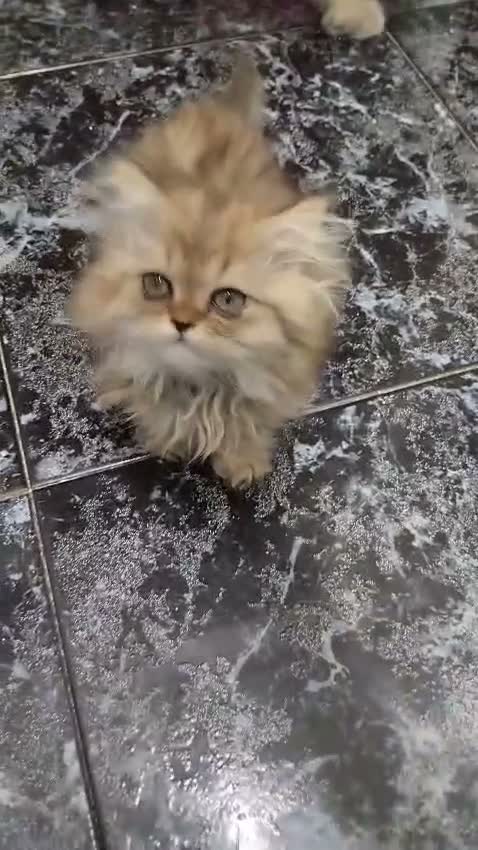 Persa gatos en venta: Persas en Barcelona - Video 2