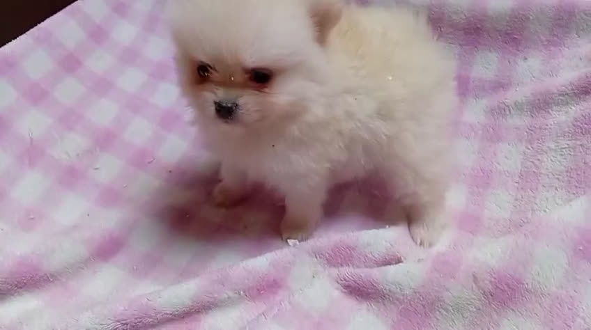 Pomerania perros en venta: Pomerania muy pequeña - Video 1