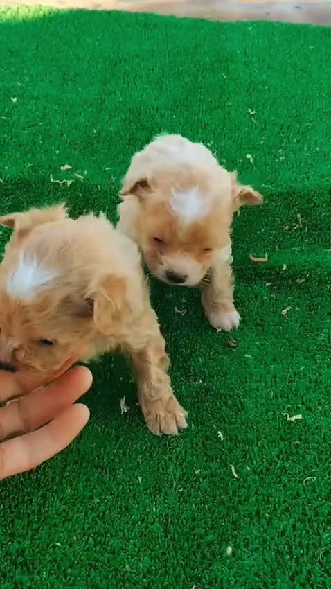 Maltipom perros en venta: Maltipoo mini - Video 1