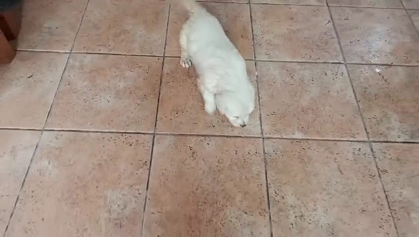 Golden Retriever perros en venta: Impresionantes Golden retriever  - Video 1