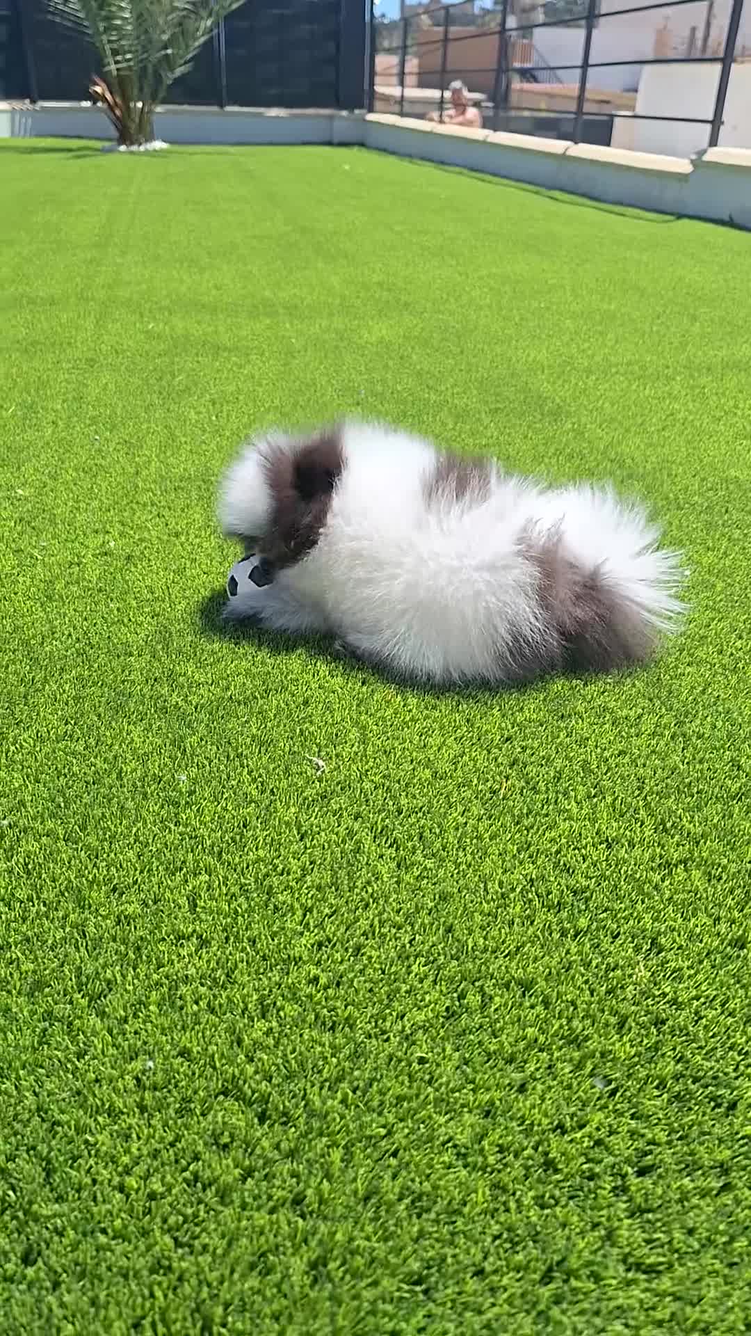Pomerania perros en venta: Excelente machito pomerania. - Video 1
