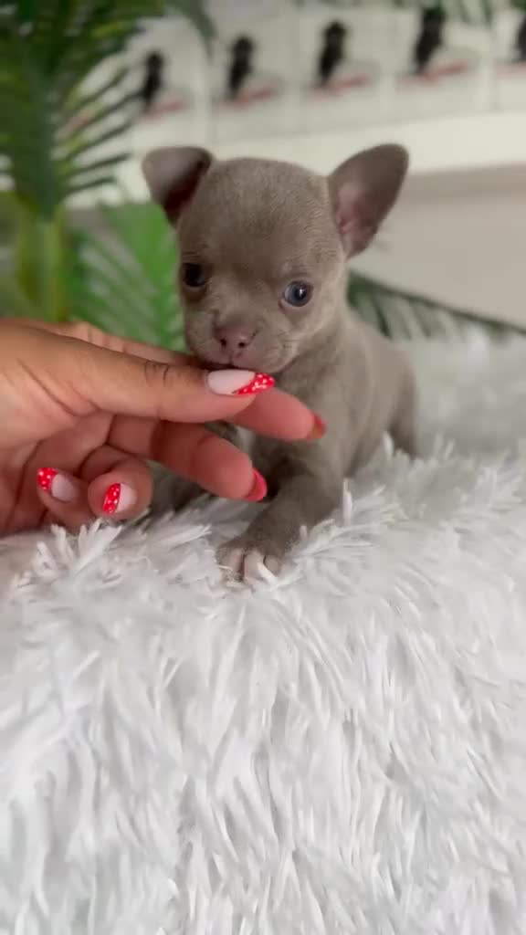 Chihuahua perros en venta: CHIHUAHUA MACHO - Video 1