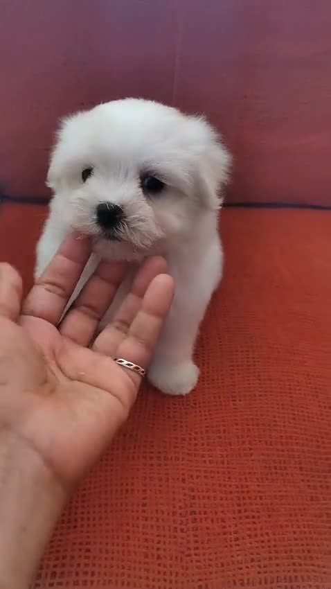 Bichón Maltés perros en venta: Bichón Maltes - Video 1