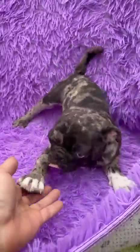 Carlino - Pug perros en venta: Carlino - pug exóticas  - Video 3