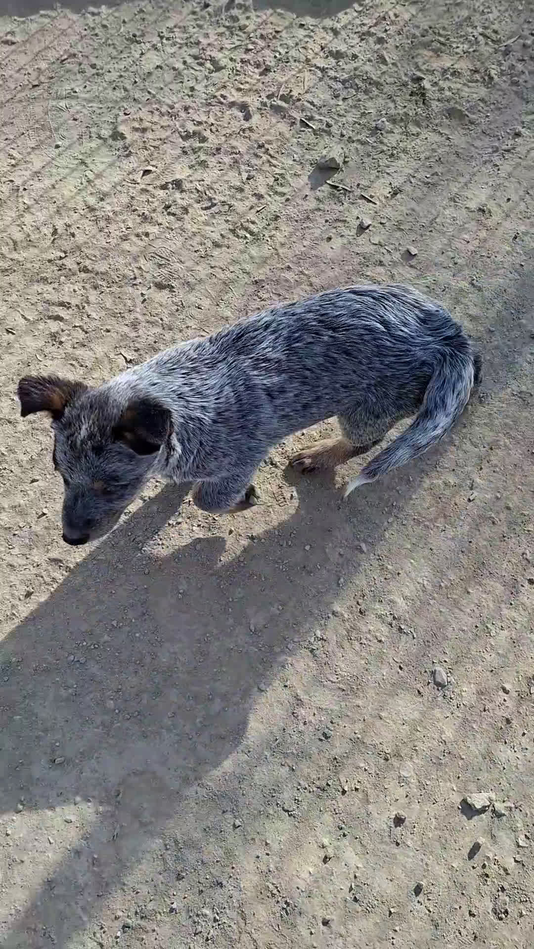 Boyero de Australia perros en venta: Australian cattle dog - Video 1