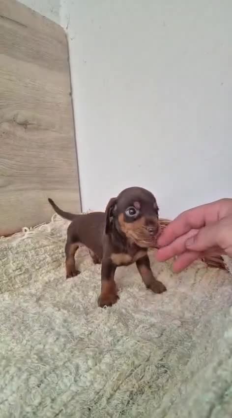 Teckel Miniatura perros en venta: Teckel chocolate y arlequín chocolate  - Video 4