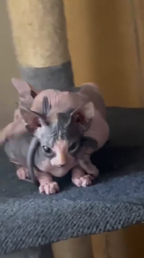Sphynx gatos en venta: Sphynx exclusivos - Video 1