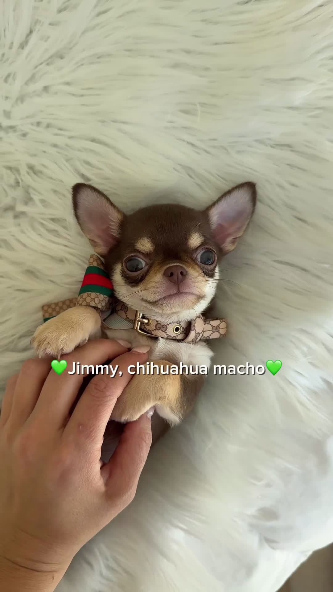 Chihuahua perros en venta: Chihuahua chocolate - Video 1