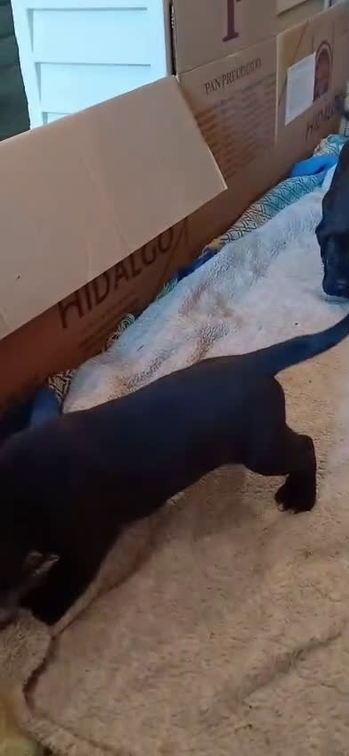 Cane Corso perros en venta: Cane Corso  - Video 1