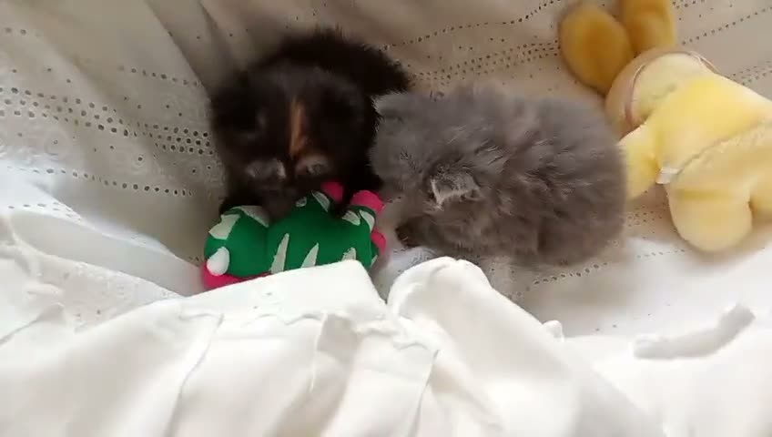 Himalayo gatos en venta: Disponible gatito persa himalayo - Video 2