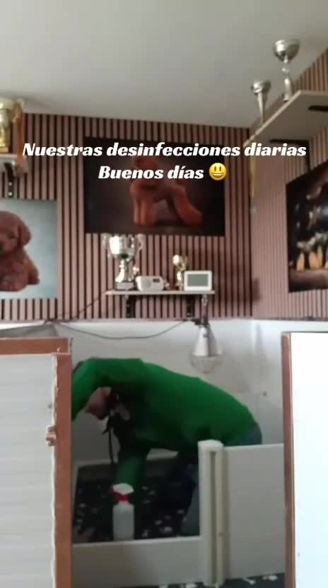 Cocker Spaniel Inglés perros en venta: Coker Negro  - Video 1