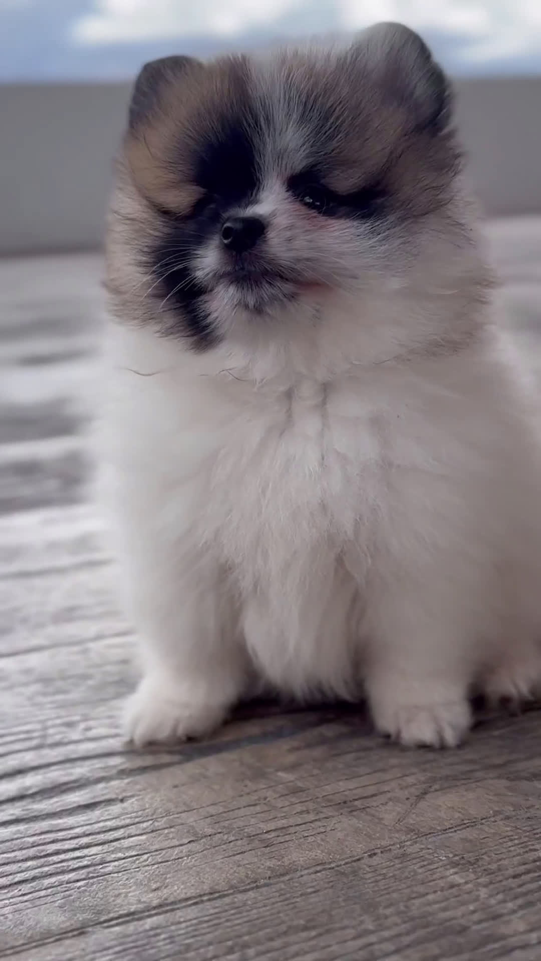 Pomerania perros en venta: 🧡 Cinco Pomerania, cinco personalidades únicas 🐾 - Video 1