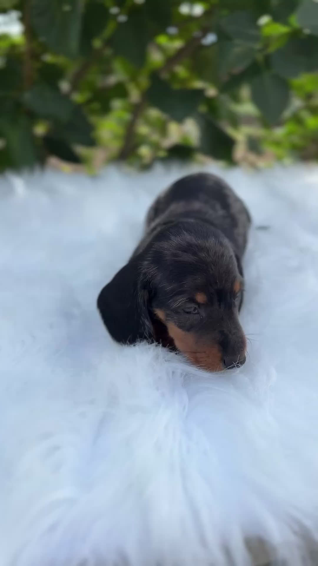 Teckel Miniatura perros en venta: Tecker arlequín  - Video 2