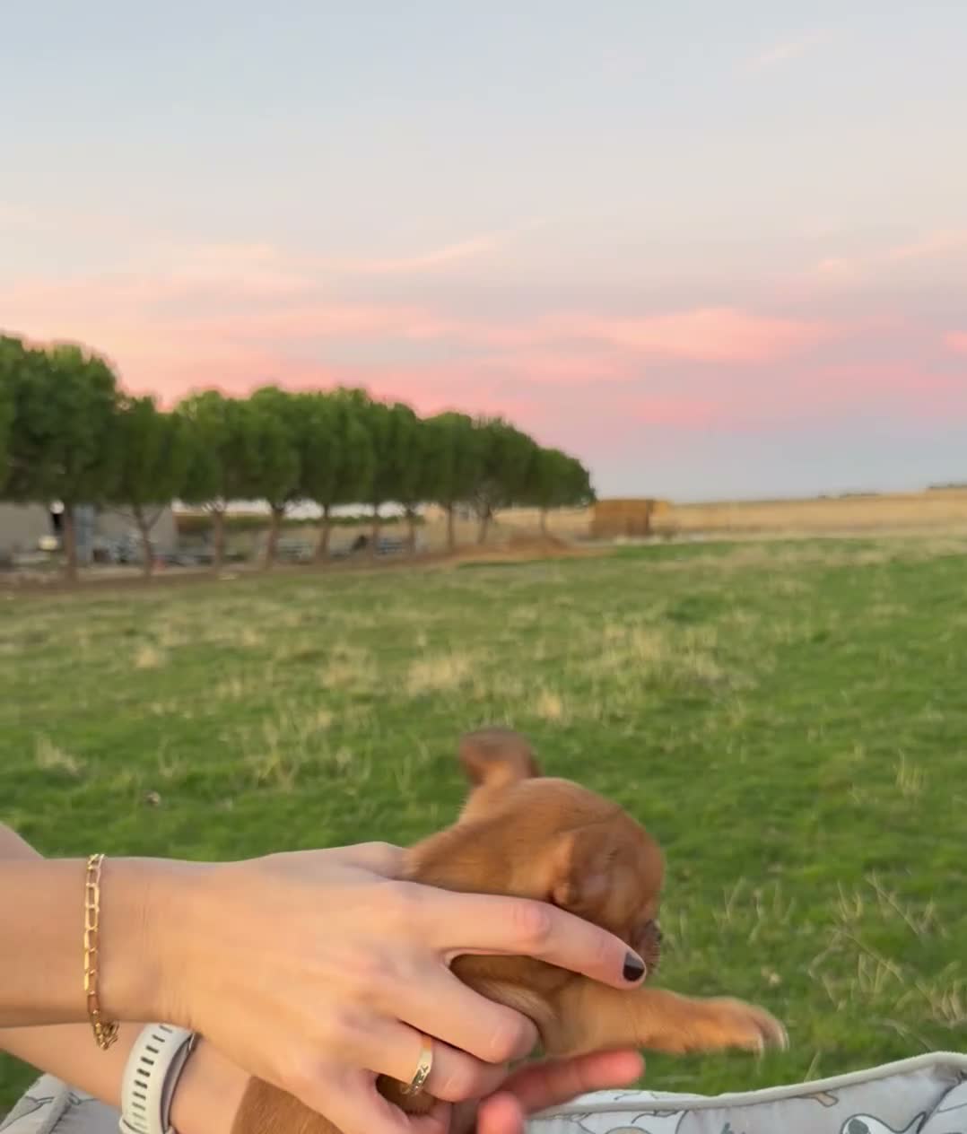 Chihuahua perros en venta: CACHORRITOS CHIHUAHUA - Video 1