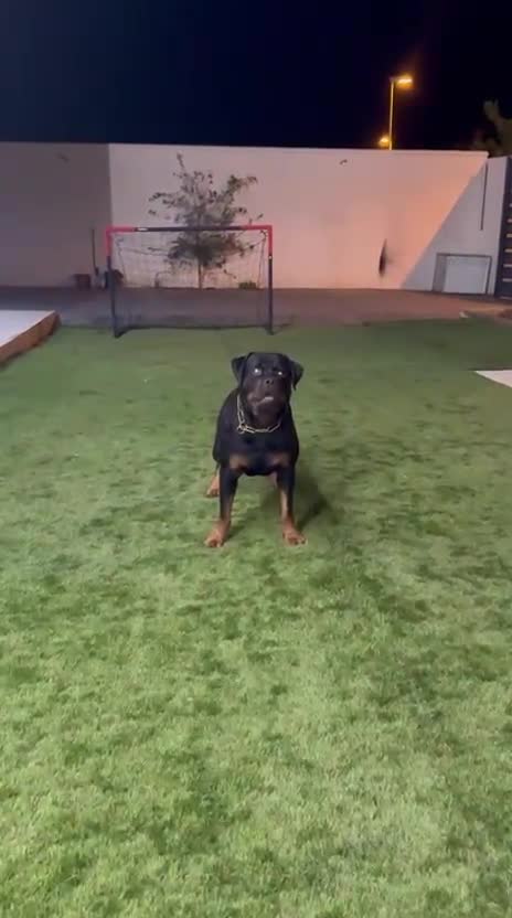 Rottweiler perros en venta: Cachorros de rottweiler  - Video 1
