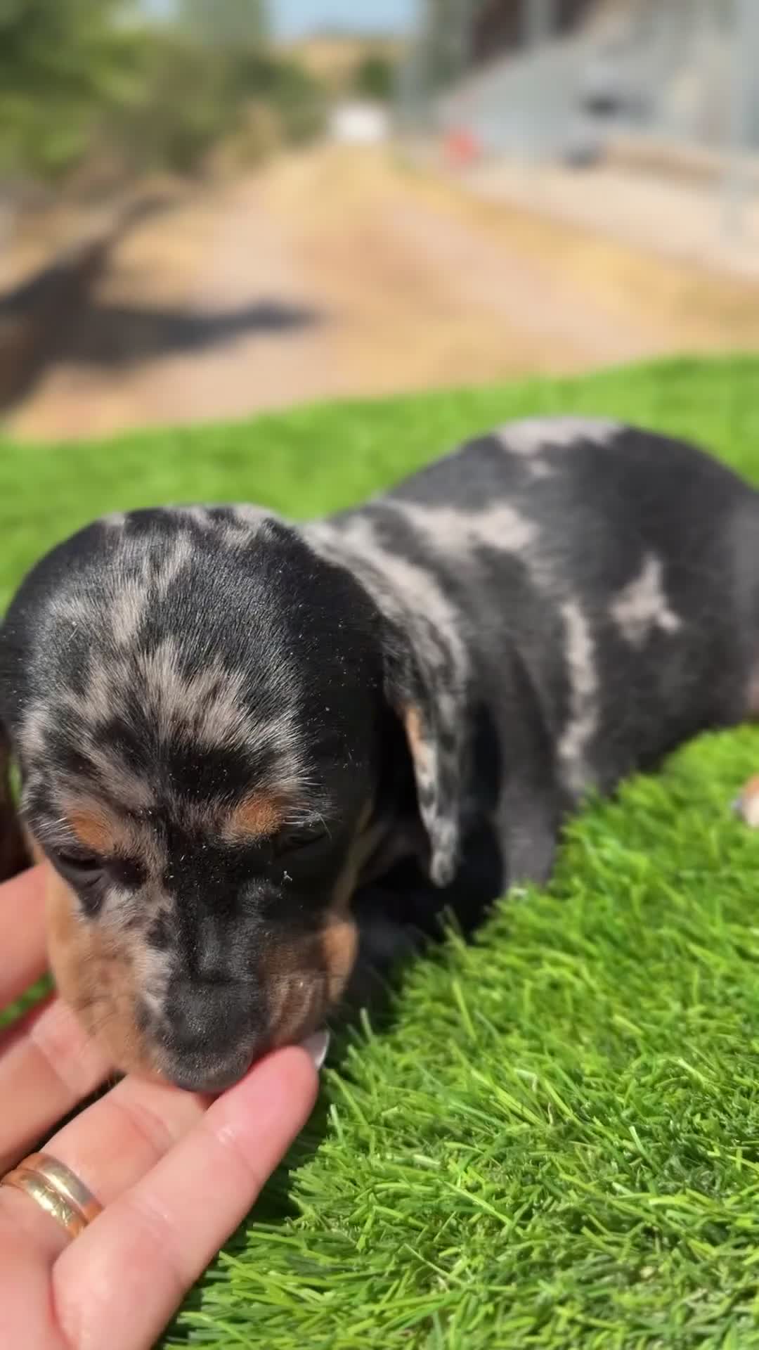 Teckel Miniatura perros en venta: Teckel mini  - Video 3