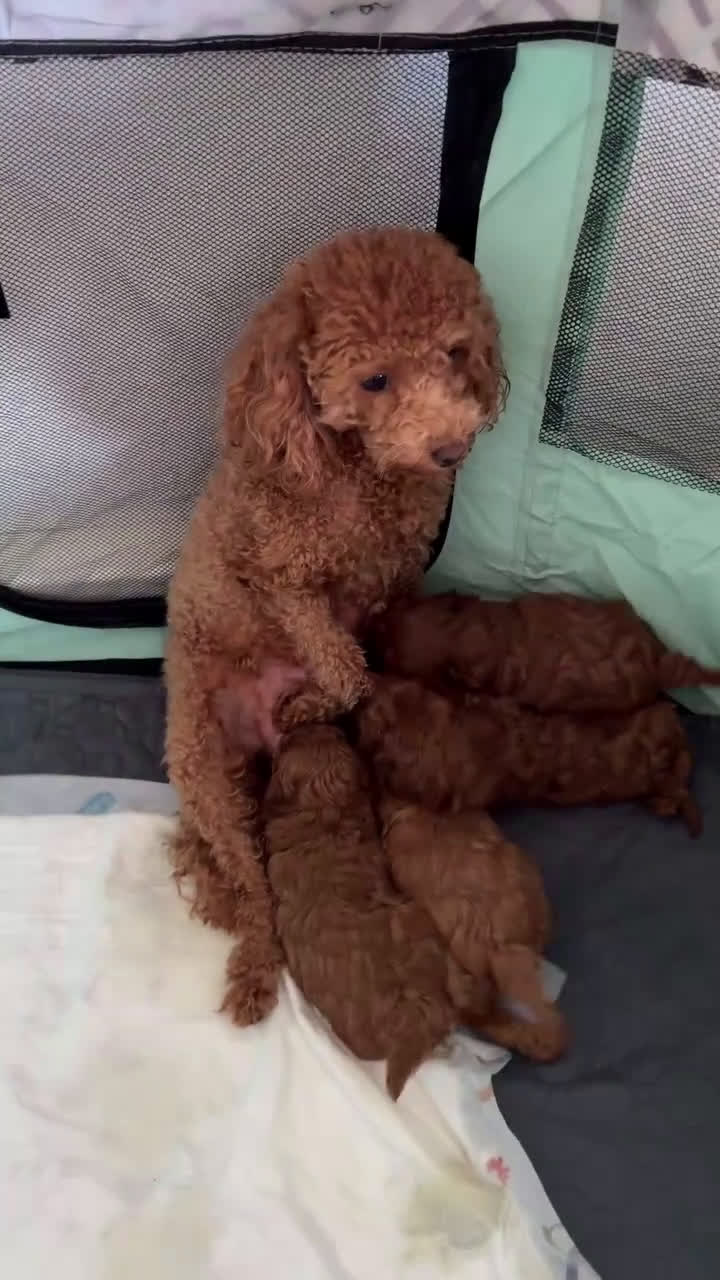 Caniche Toy perros en venta: ‼️‼️CANICHE TOY ROJOS 50% ASIÁTICOS - Video 1