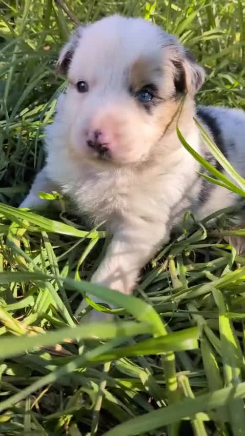 Border Collie perros en venta: BORDER COLLIE - Video 1