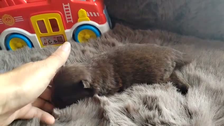 Pomerania perros en venta: Pomeranias - Video 1