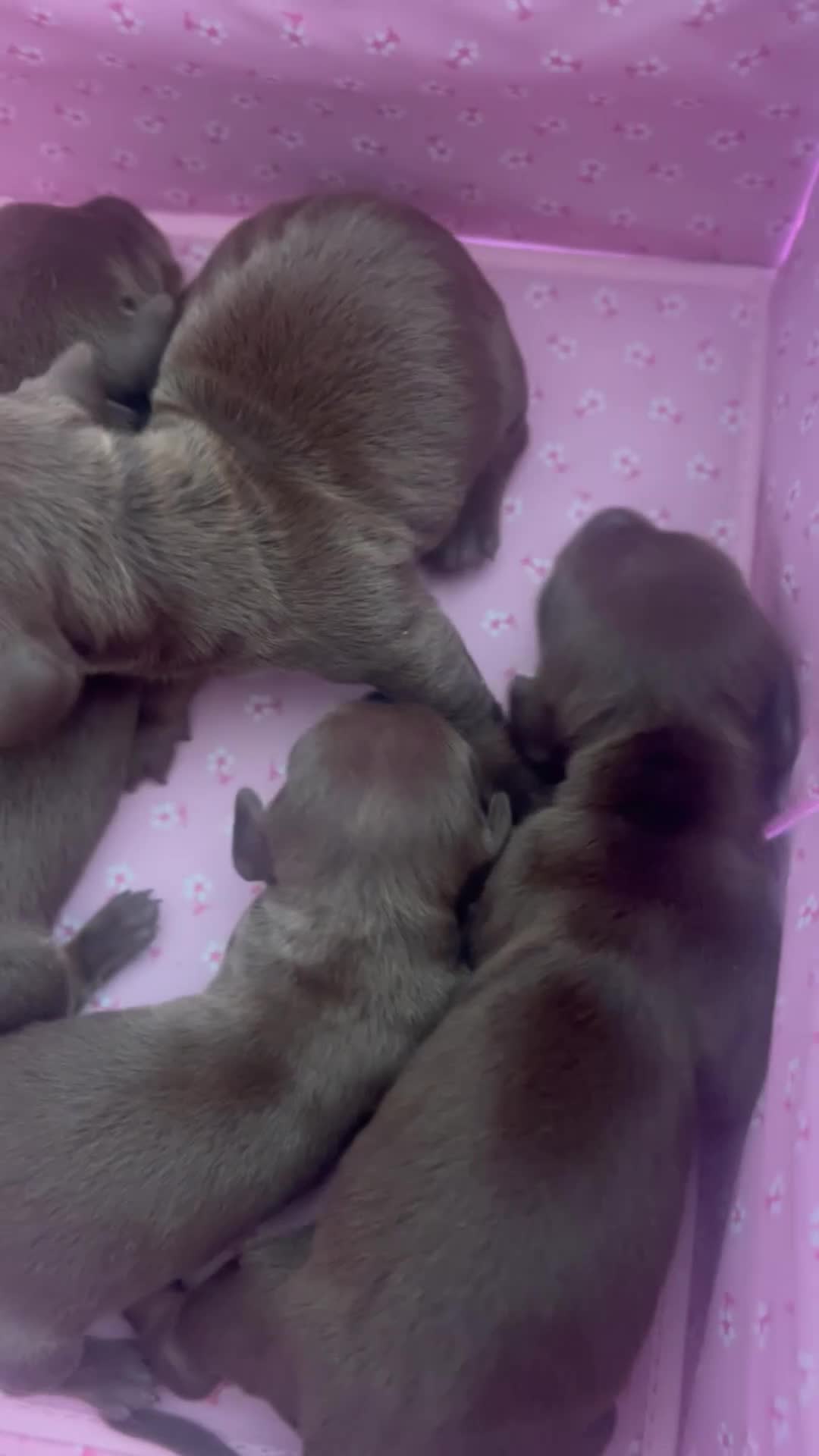 Teckel Miniatura perros en venta: Excelentes Teckel Kaninchen Chocolate. 601144783 - Video 1