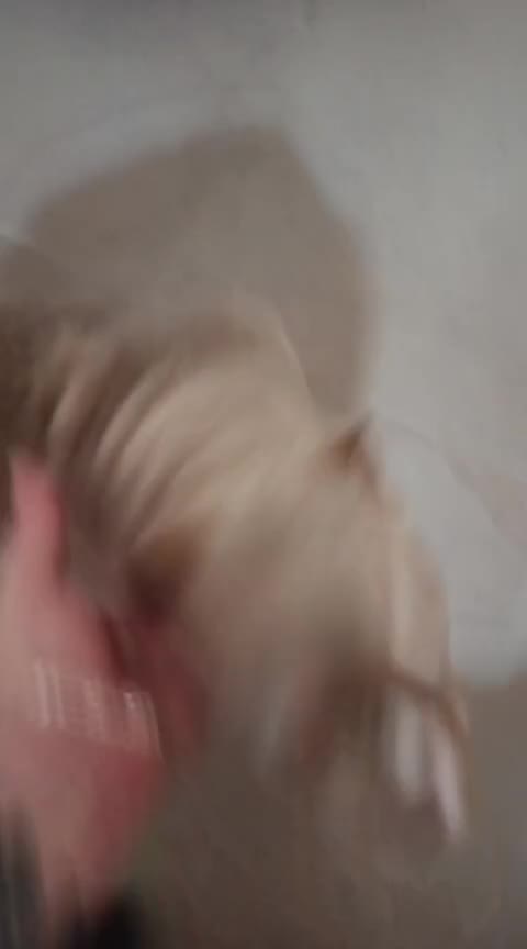 American Bully perros en venta: American bully  en Pontevedra - Video 1