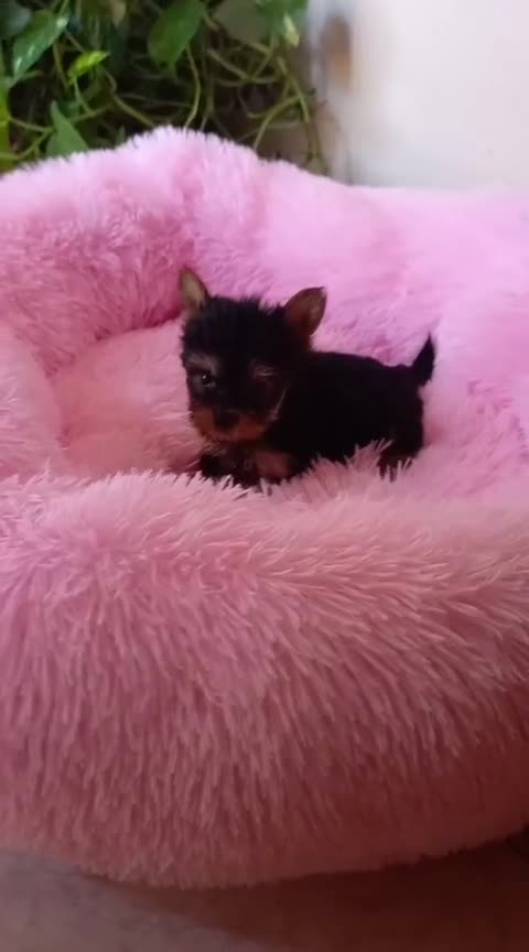 Yorkshire Terrier perros en venta: YORKSHIRE TOYS EXCLUSIVOS  - Video 1