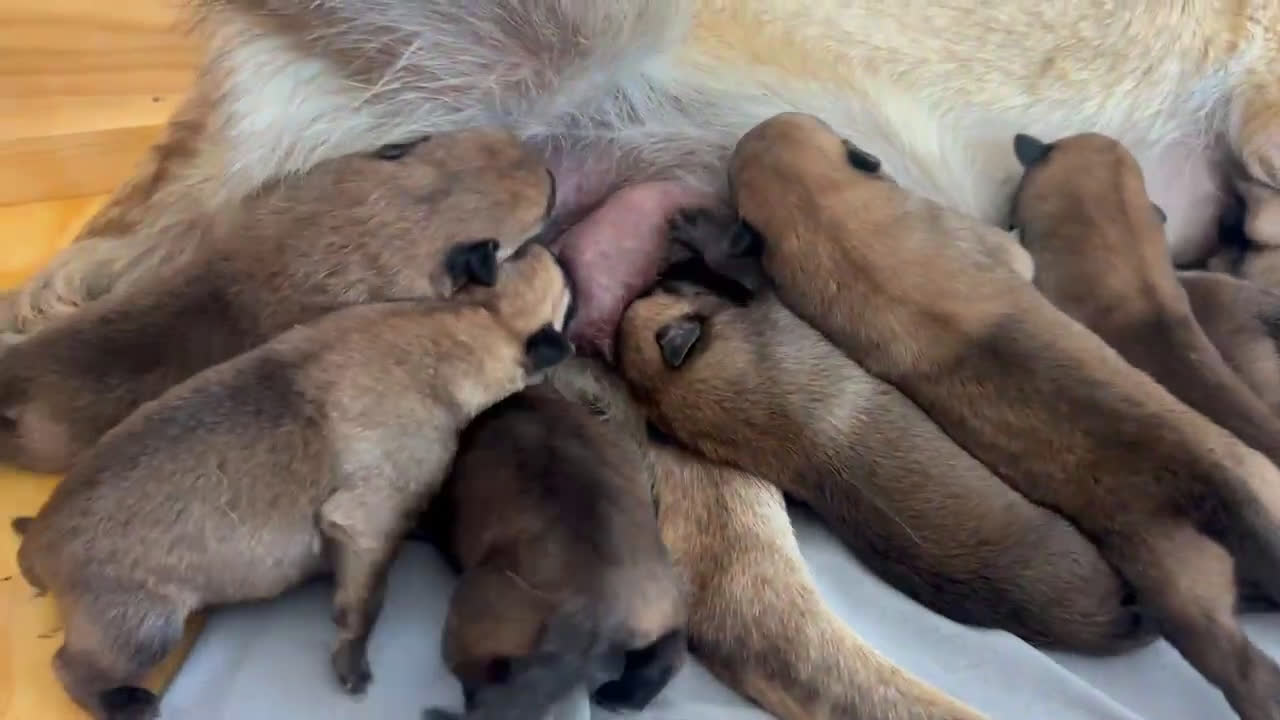 Pastor Belga Malinois perros en venta: Cachorros Pastor Belga Malinois  - Video 1