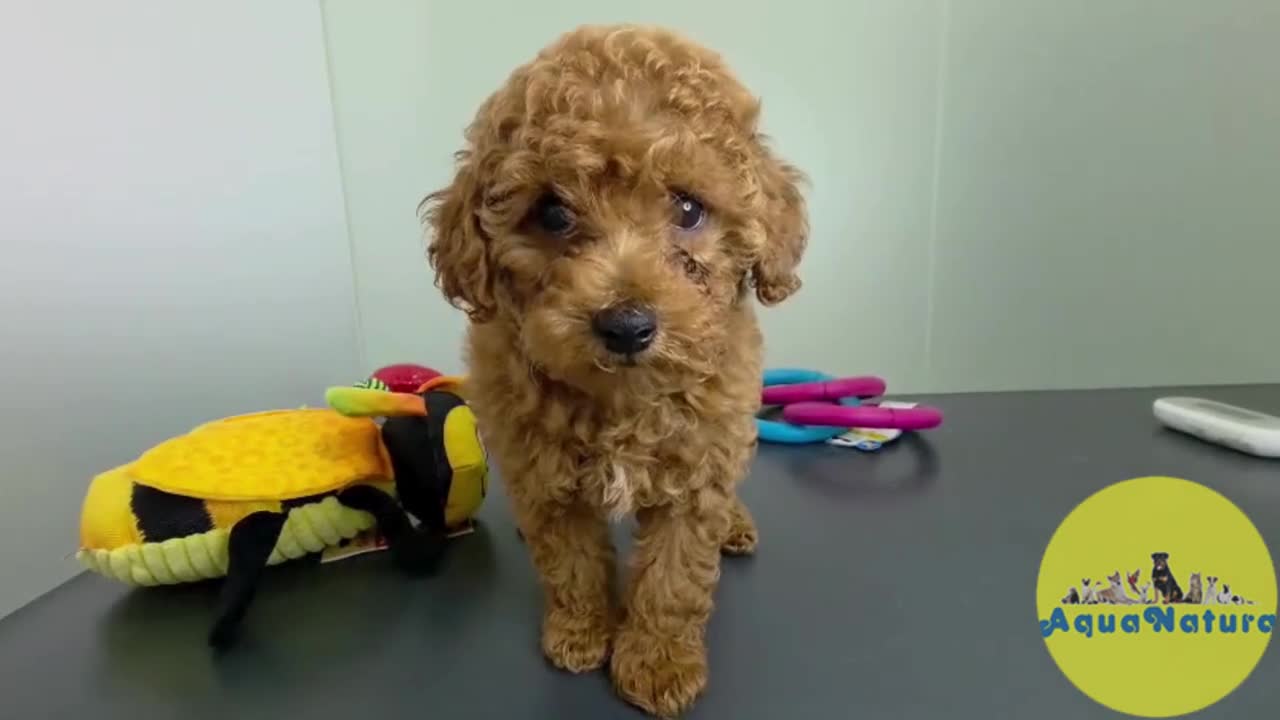 Caniche Toy perros en venta: Caniche Macho 1918 AQUANATURA - Video 1