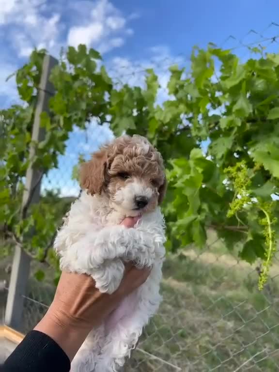 Caniche Toy perros en venta: Caniche toy party - Video 1