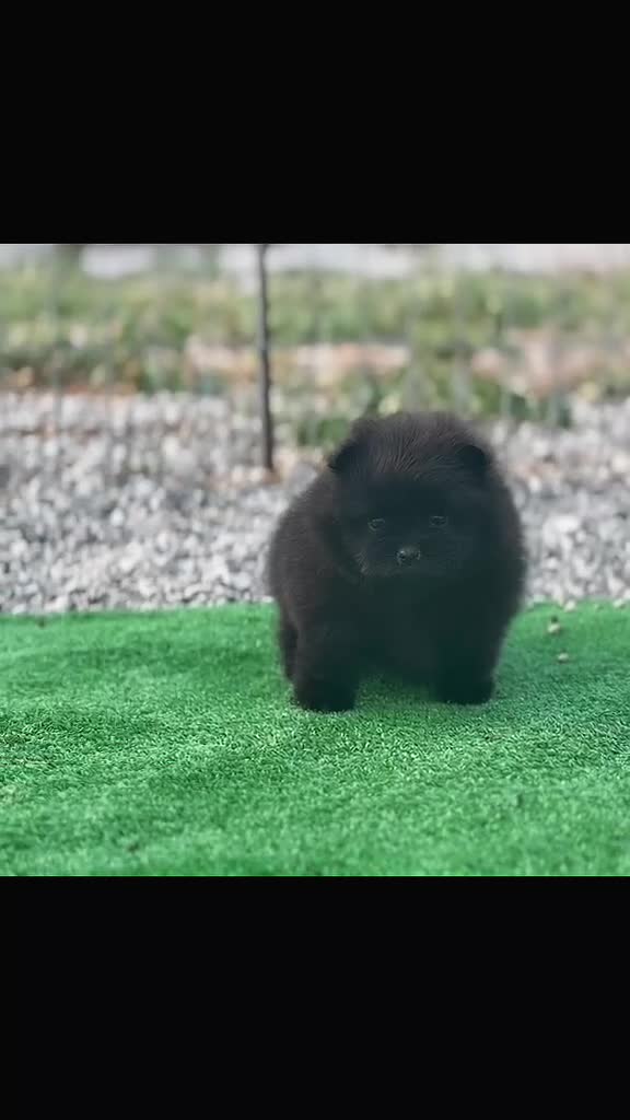Pomerania perros en venta: POMERANIA - Video 4