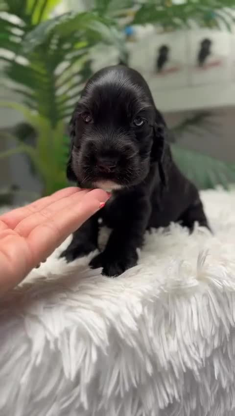 Cocker Spaniel Inglés perros en venta: COCKER DPANIEL INGLÉS  - Video 1