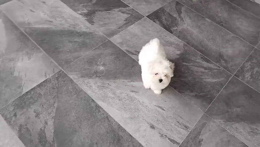 Bichón Maltés perros en venta: Bichon maltés  - Video 1