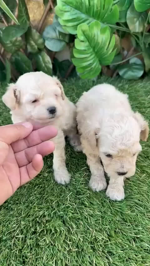 Caniche Toy perros en venta: Preciosa camada raza Caniche Toy  en Granada - Video 3