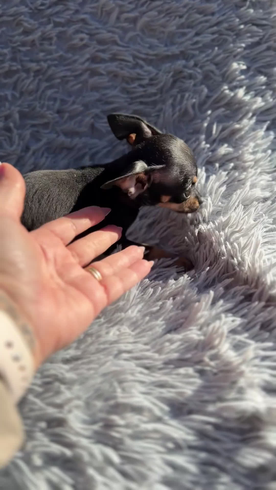 Ratón de Praga perros en venta: Ratón de Praga  - Video 1