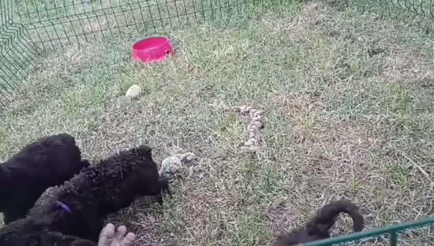 Perro de Agua Español perros en venta: CAMADA DE PERRO DE AGUA ESPAÑOL  - Video 3