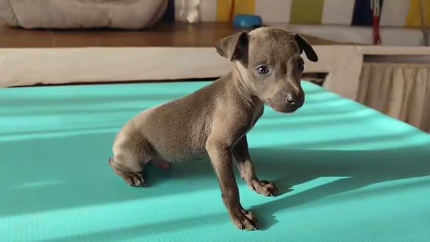Greyhound perros en venta: Macho de galgo italiano blue - Video 1