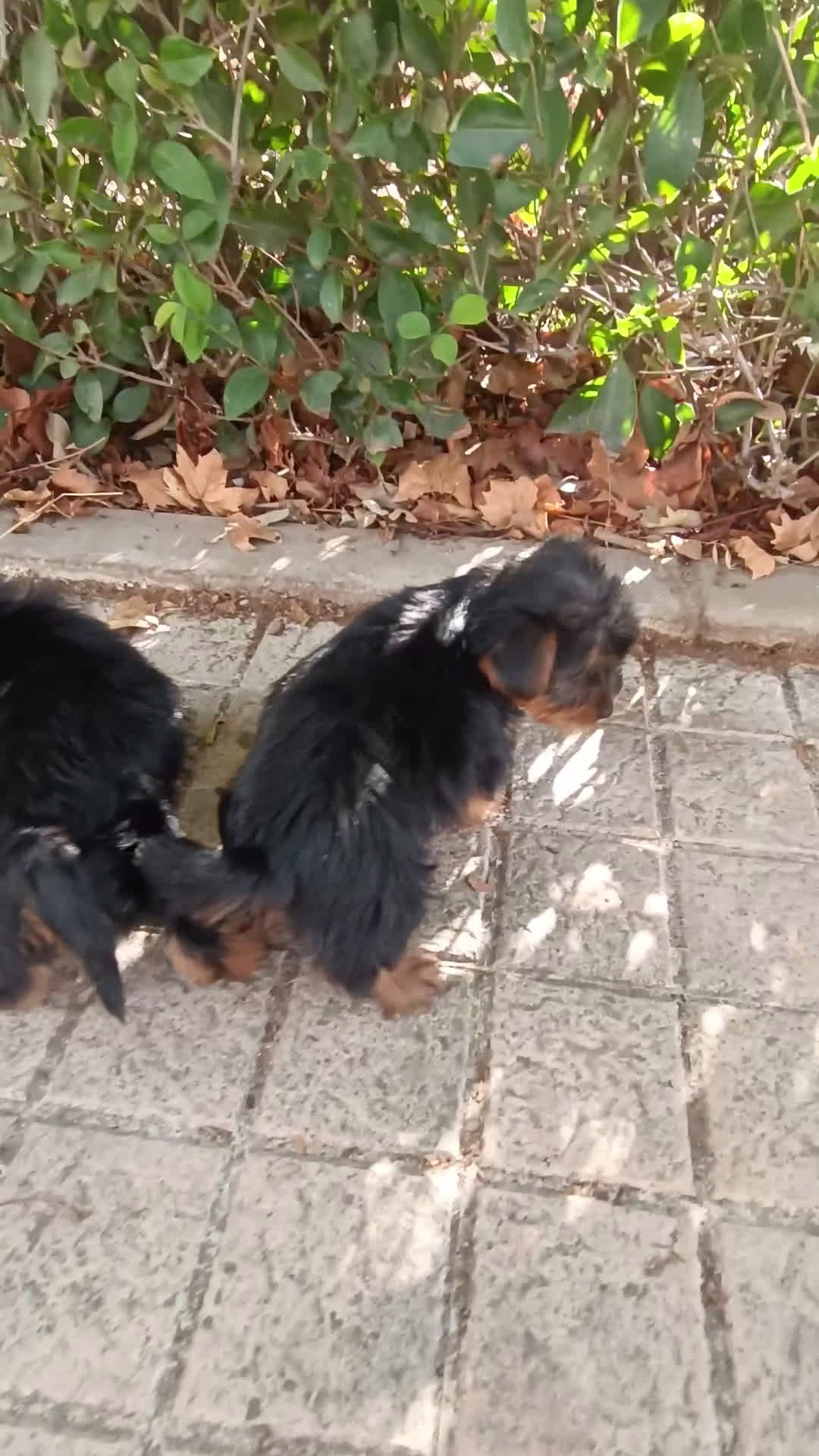 Yorkshire Terrier perros en venta: Cachorros de Yorkshire  - Video 1