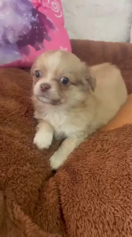 Chihuahua perros en venta: Chihuahua toy pelo largo  - Video 1