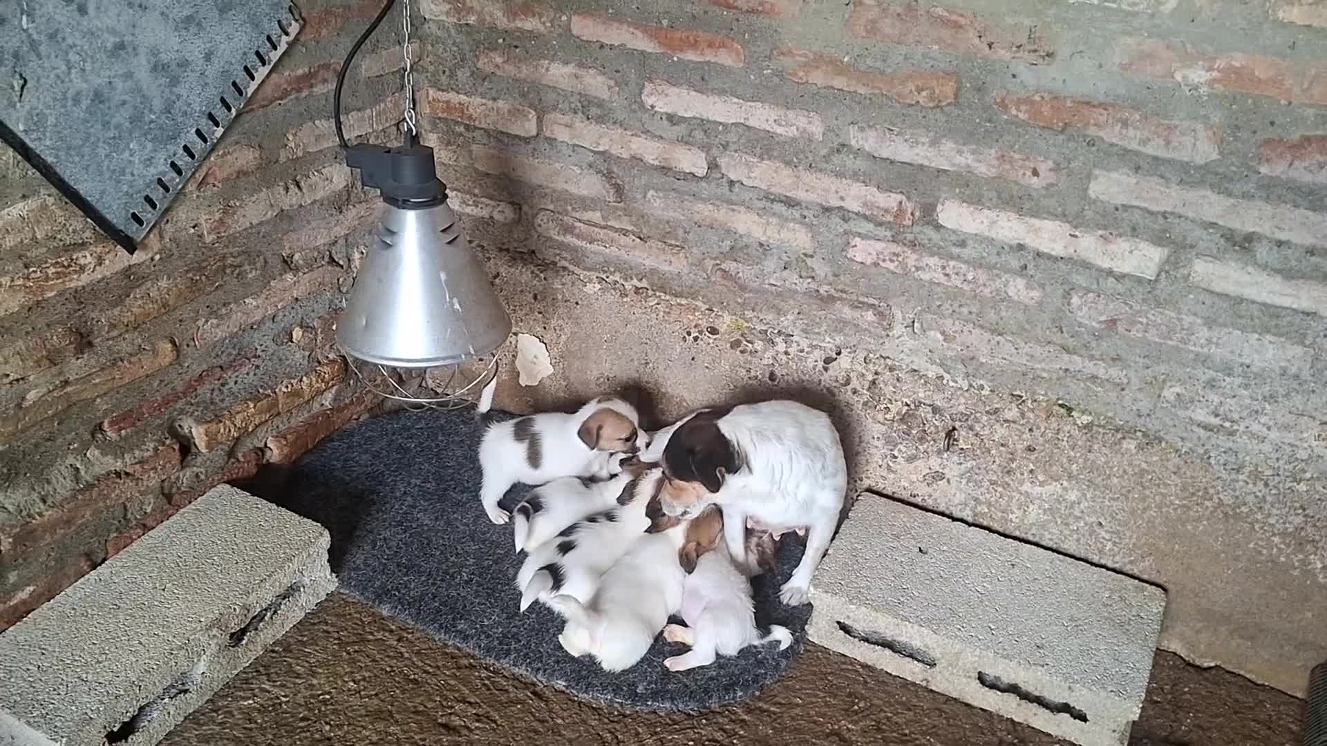 Jack Russell Terrier perros en venta: Jack Russell - Video 1