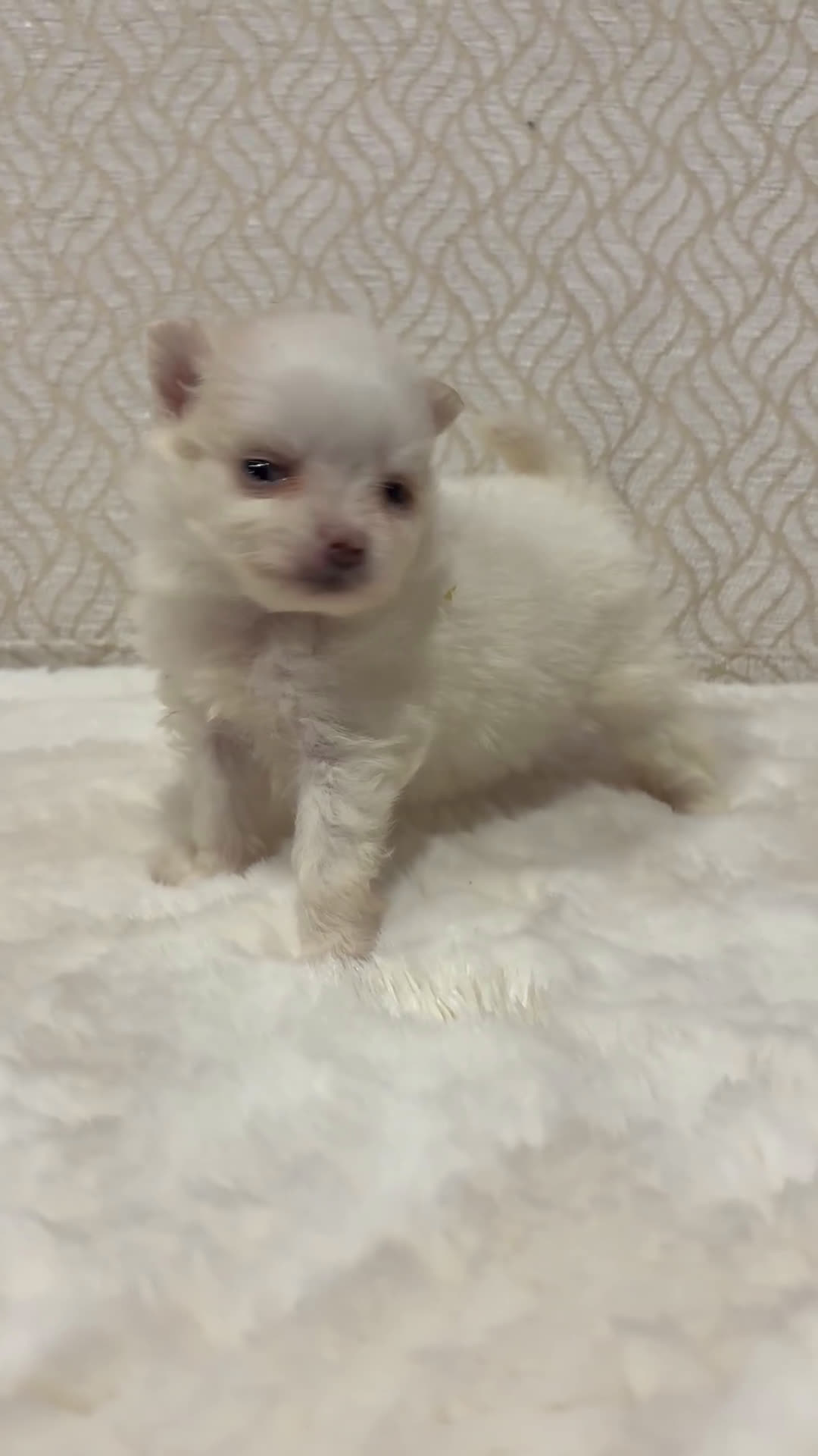 Pomerania perros en venta: Lulu Pomerania Toy hembra naranja blanca  - Video 2