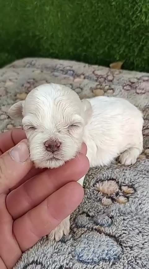 Maltipoo perros en venta: Preciosa camada de maltipoo toy - Video 3