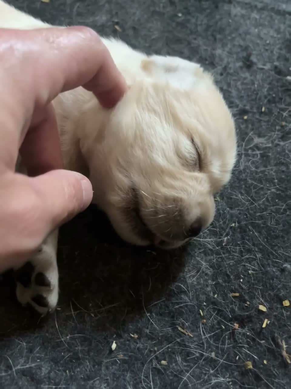 Labrador Retriever perros en venta: Cachorros Labrador retriever - Video 1
