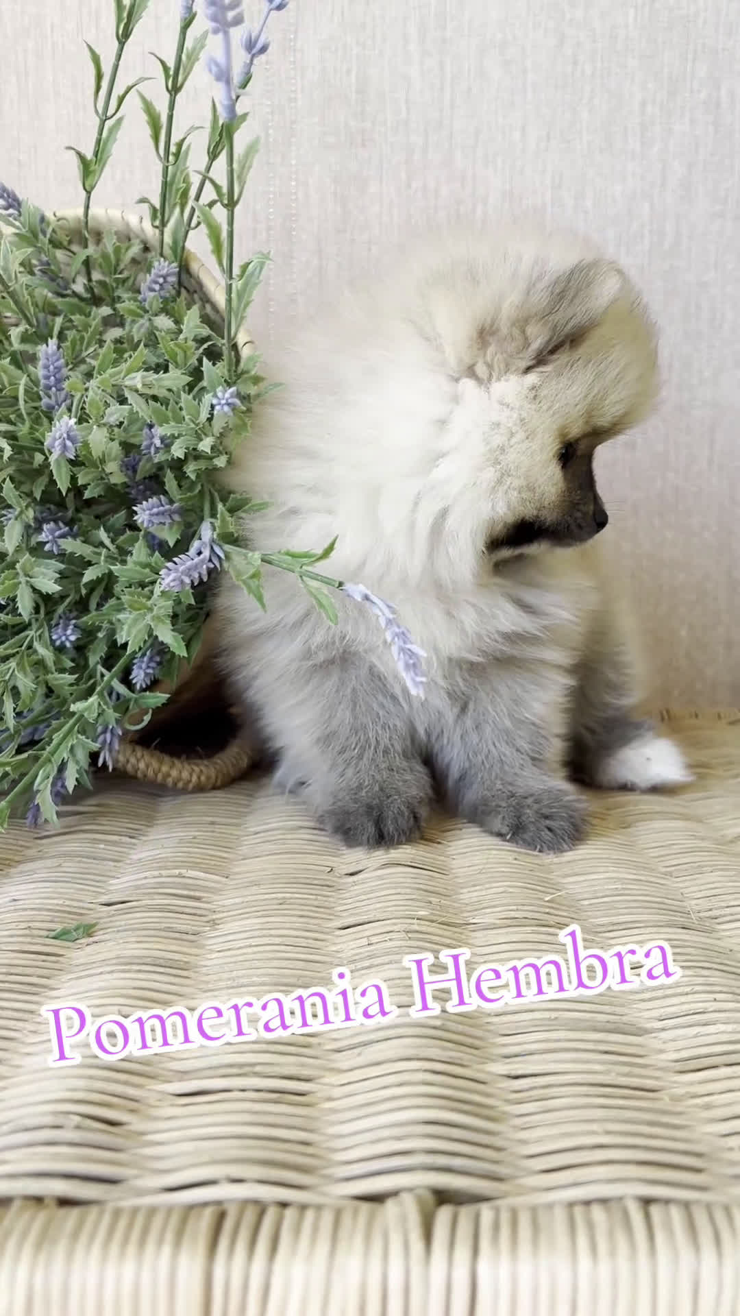 Pomerania perros en venta: Pomerania hembra sable disponible !! - Video 1