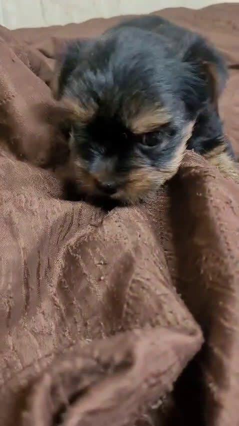 Yorkshire Terrier perros en venta: Camada de cachorros Yorkshire Terrier  en Granada - Video 1