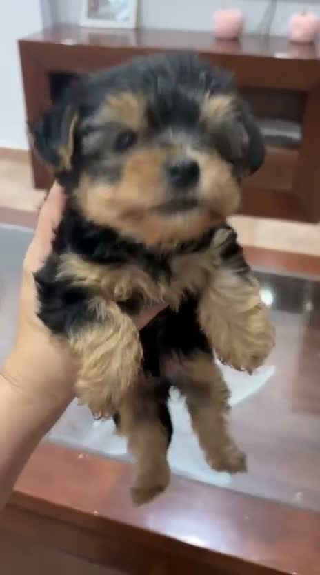 Yorkshire Terrier perros en venta:  🐾 YORKSHIRE en Cantabria - Video 3