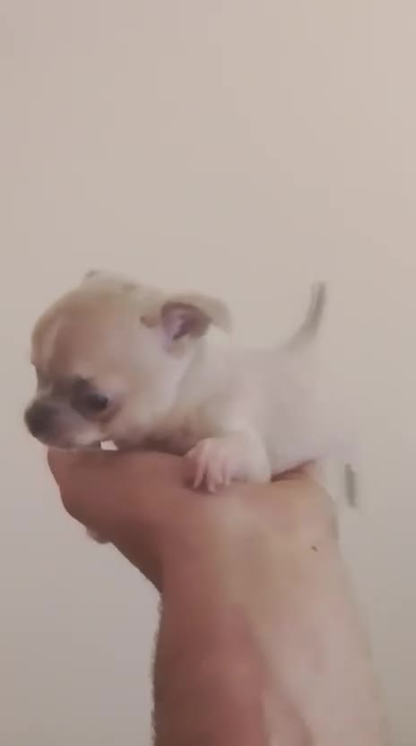 Chihuahua perros en venta: Chihuahua toy  - Video 1